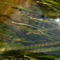 Vallisneria spiralis L.